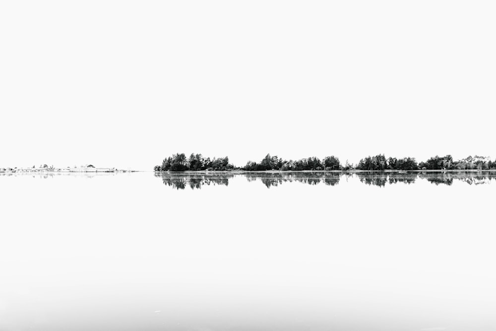 trees beside body of water