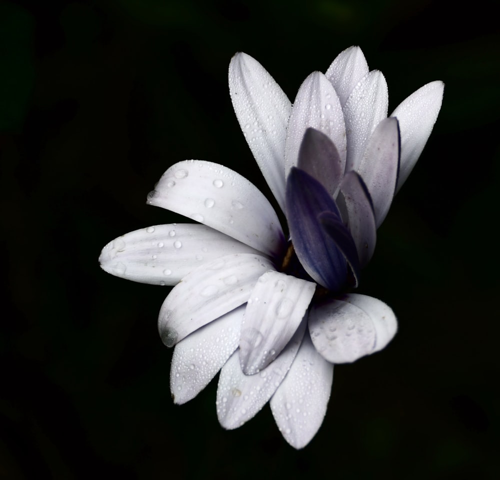 pétalos de flores moradas