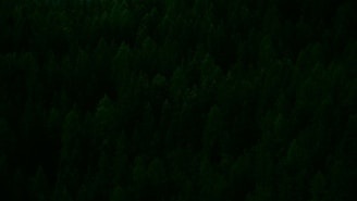 A dense forest with a thick canopy of closely packed evergreen trees. The trees appear lush and vibrant, suggesting a healthy, thriving natural environment.