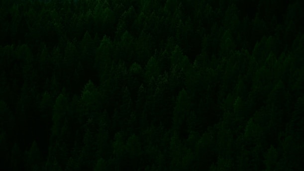 A dense forest with a thick canopy of closely packed evergreen trees. The trees appear lush and vibrant, suggesting a healthy, thriving natural environment.