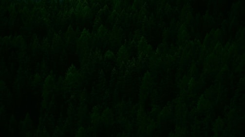 A dense forest with a thick canopy of closely packed evergreen trees. The trees appear lush and vibrant, suggesting a healthy, thriving natural environment.