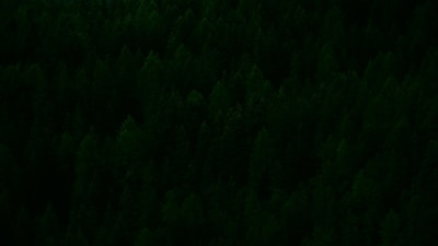 A dense forest with a thick canopy of closely packed evergreen trees. The trees appear lush and vibrant, suggesting a healthy, thriving natural environment.