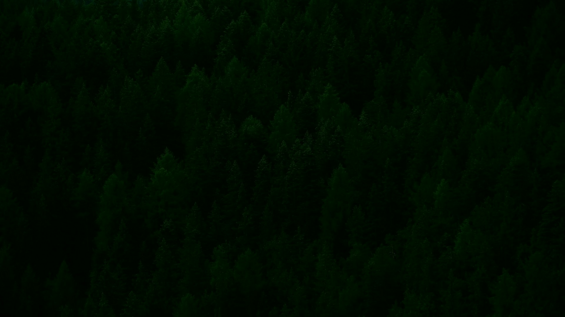 bird's eye view of green trees