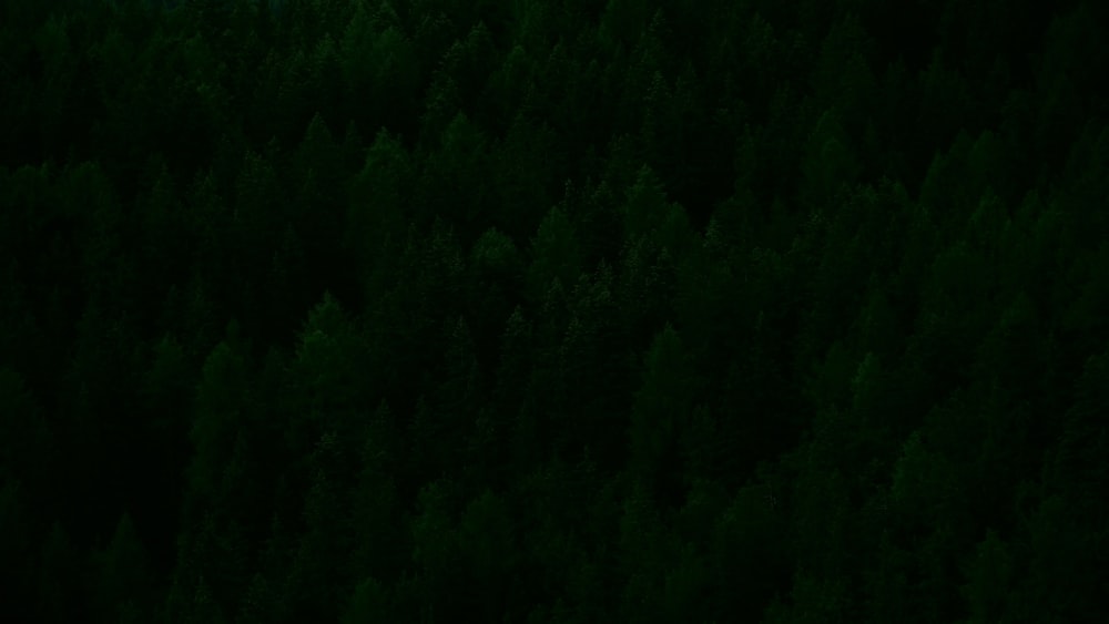 bird's eye view of green trees