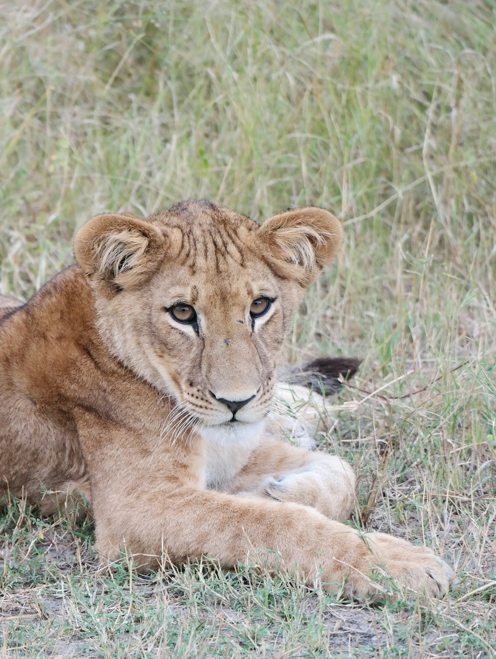 lioness on grass field