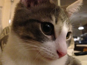A close-up of a cat's face showcasing its features.