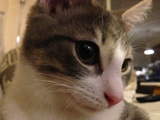 A close-up of a cat's face showcasing its features.