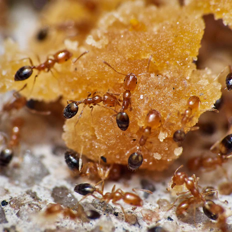 Close-up of ants marching along a kitchen counter near crumbs.