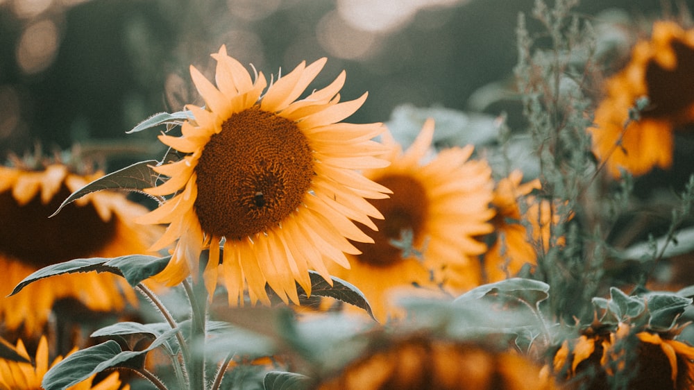 champ de tournesol