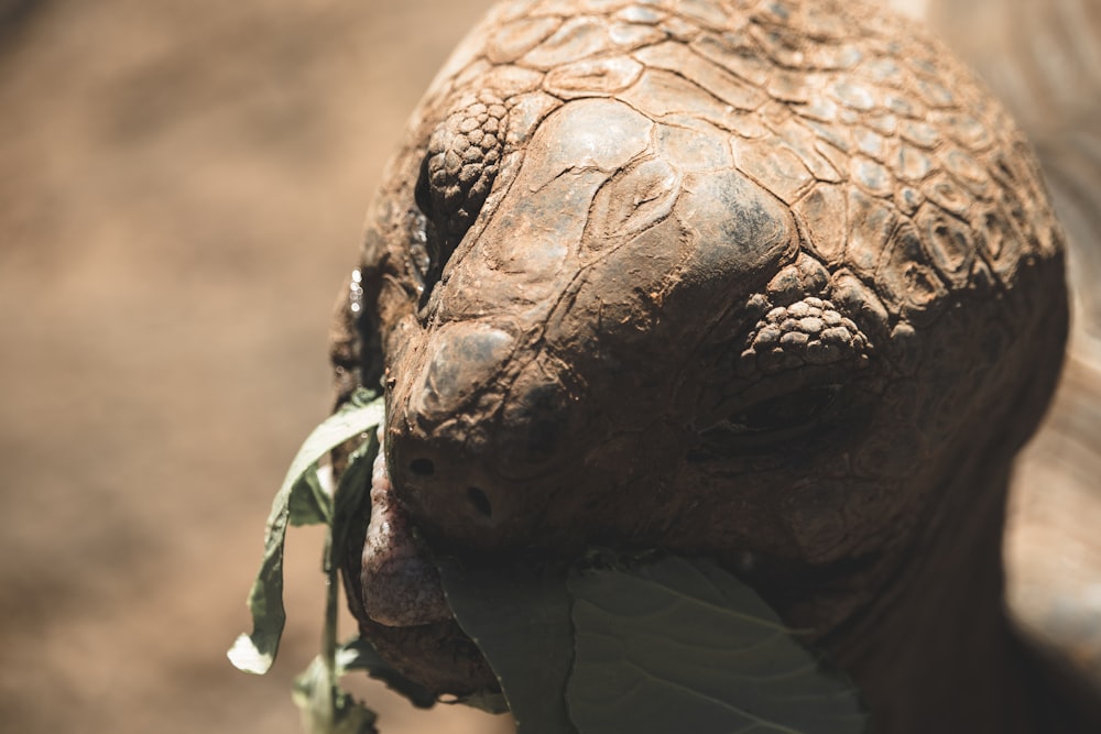 close-up photography of tortoise munching leaves