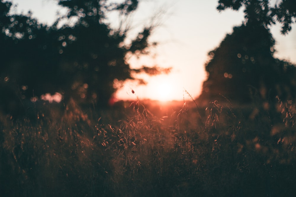 silhouette of tree under golden hour