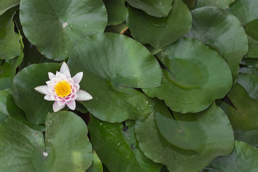 white lotus flower in bloom