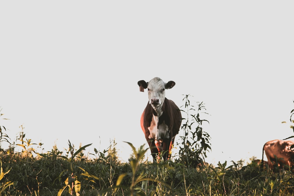 mucca bianca e nera sul campo di erba