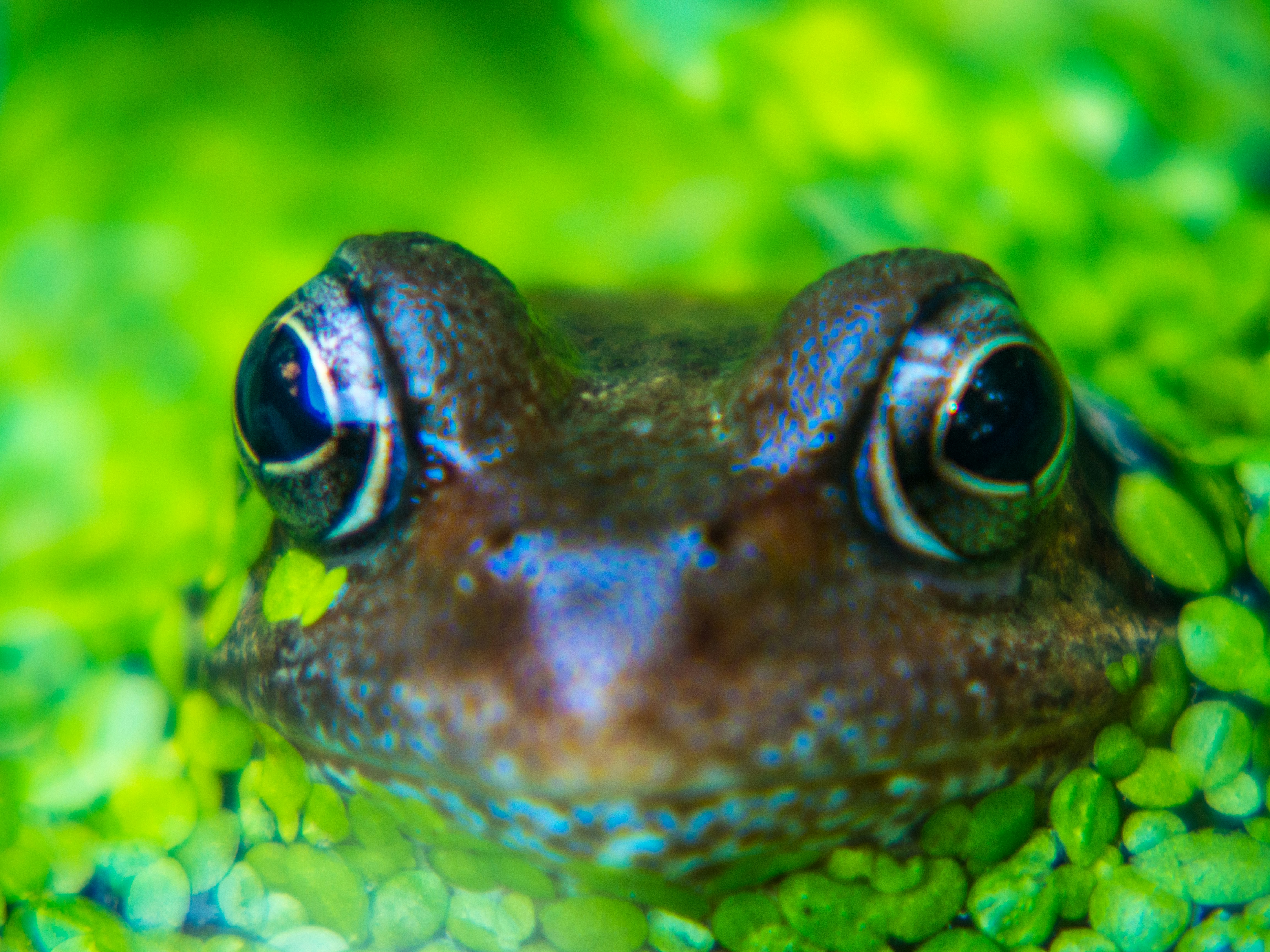 Tanaman dan Hewan Terrarium