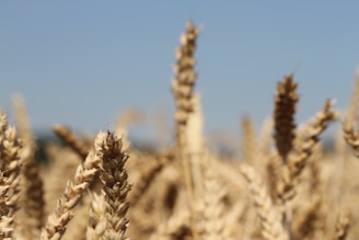 Close-up of a wheat field with golden stalks under a clear sky