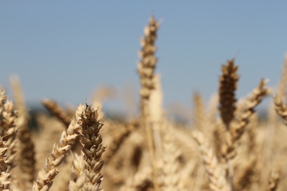 Close-up of a wheat field with golden stalks under a clear sky