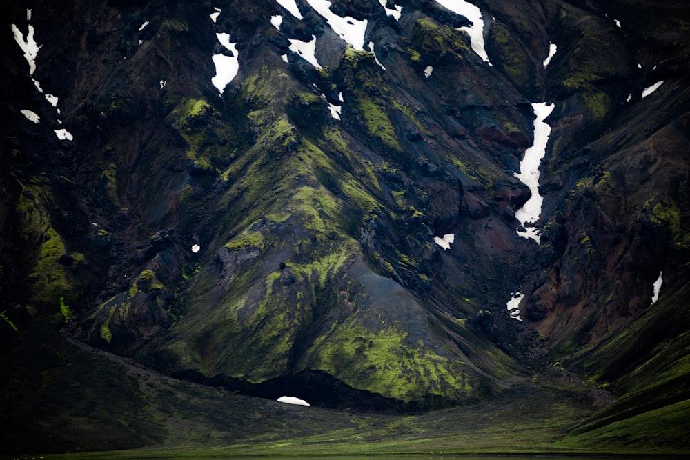 green forest trees