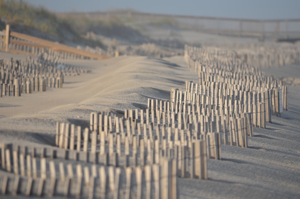 beach with sand fence