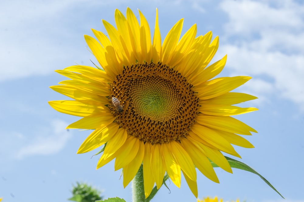 bee on sun flower