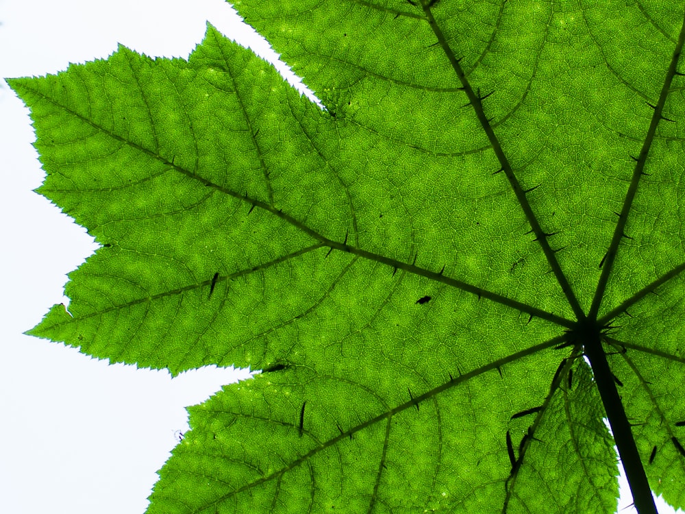 closeup photo of green leaf