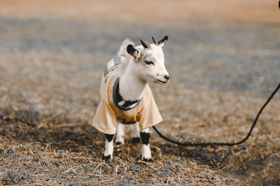 Mouton de l'Aïd