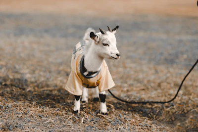 Baby goat