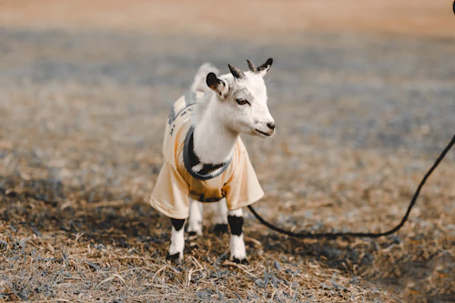 Baby goat in sweater