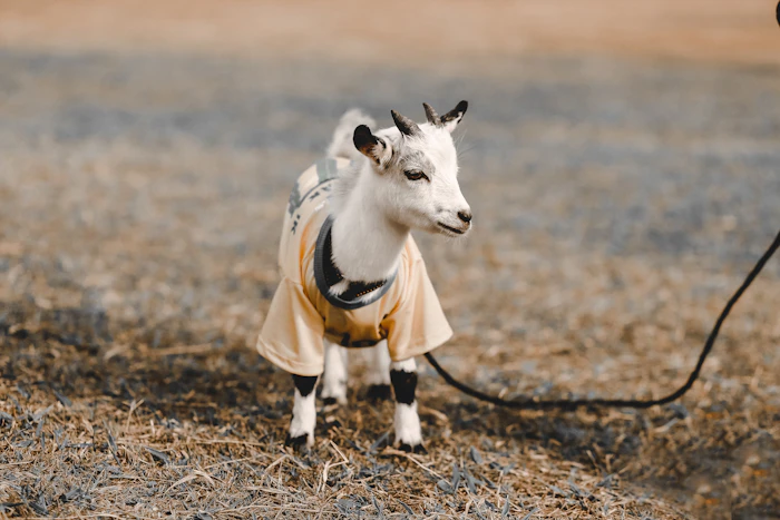 Baby goat in a cozy sweater