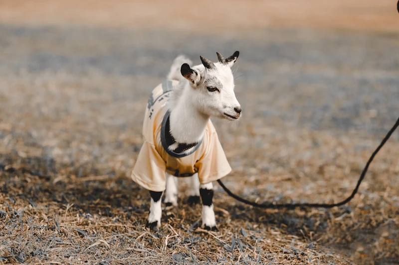 Baby goat in sweater