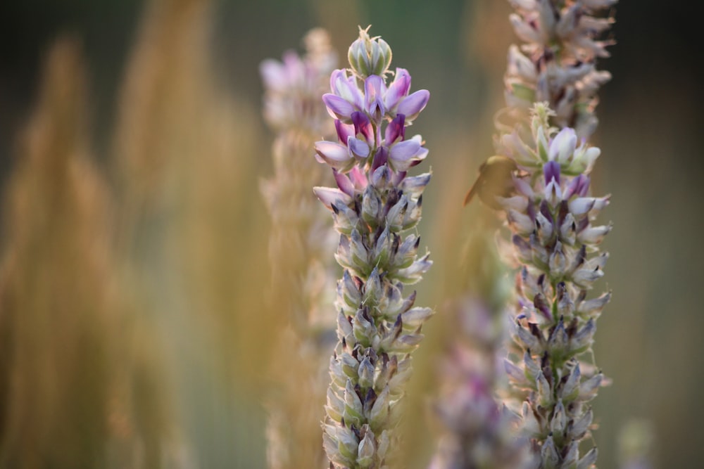 fleurs violettes dans une mise au point peu profonde