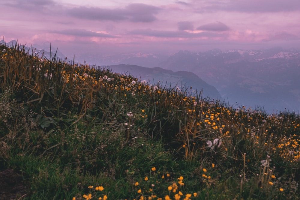 Gelbe Blüten