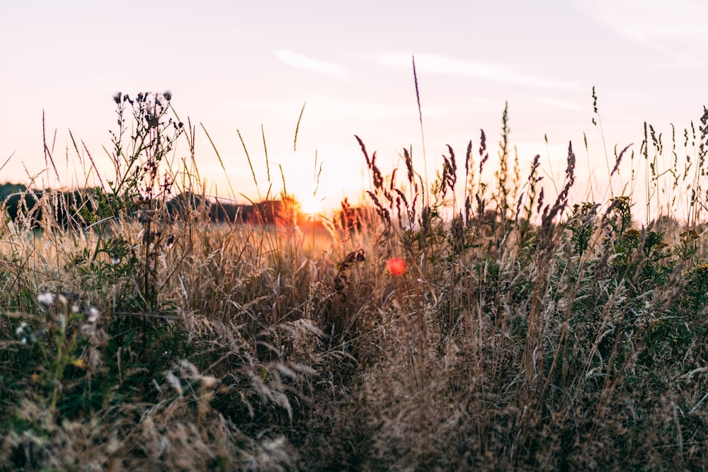 green grass field