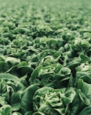 macro photography of green plants