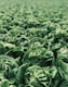 Lechuga