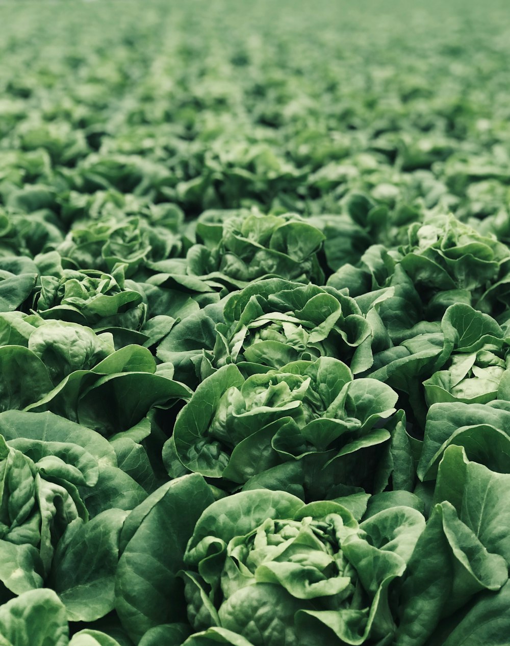 macro photography of green plants