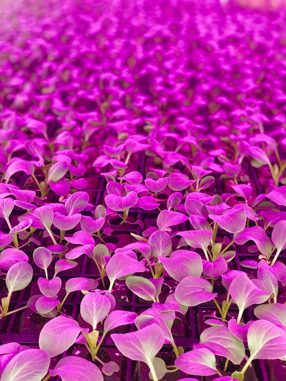 purple flowers in shallow focus shot