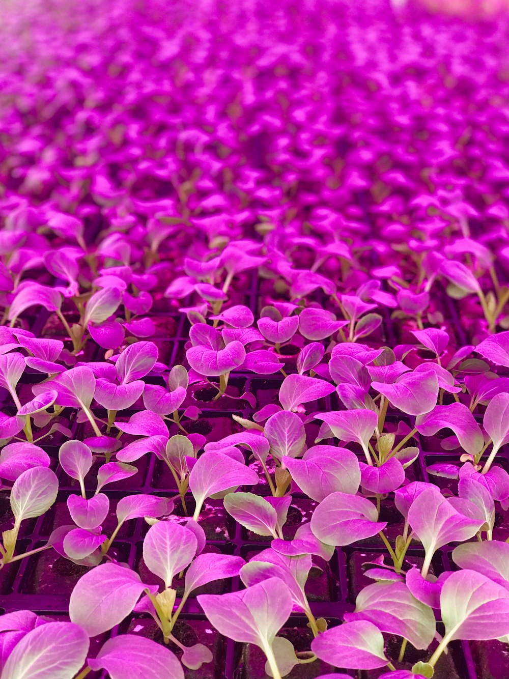 fiori viola in uno scatto a fuoco poco profondo