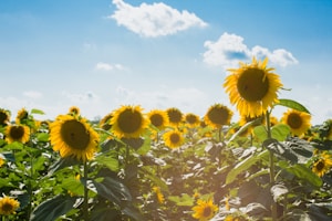 sunflower field under white clouds and blue sky