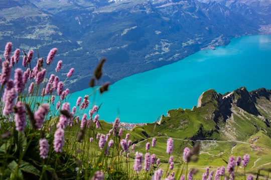 purple petaled flower near body of water in UNESCO Biosphäre Entlebuch Switzerland
