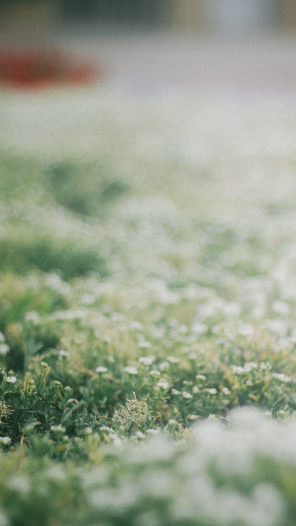 white flowers on grass field