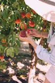 Workers carefully picking fresh produce in the early morning light