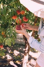 Family picking peaches together under sunny blue sky in the orchard.