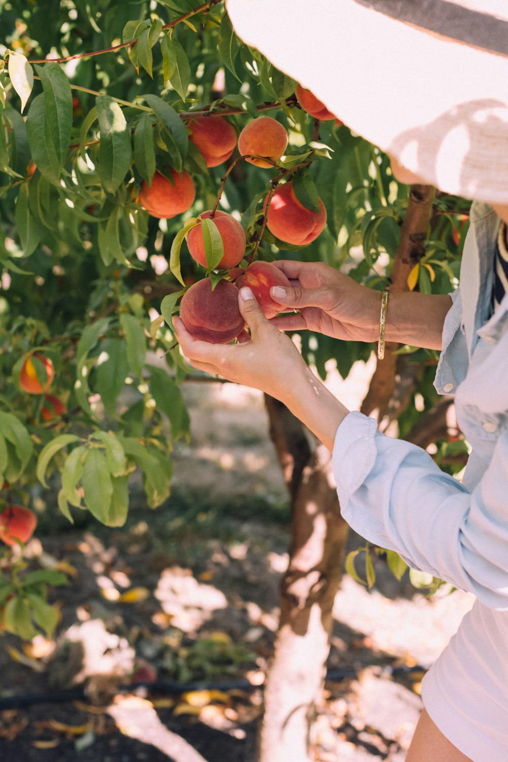 woman picking peaches on tree during daytime