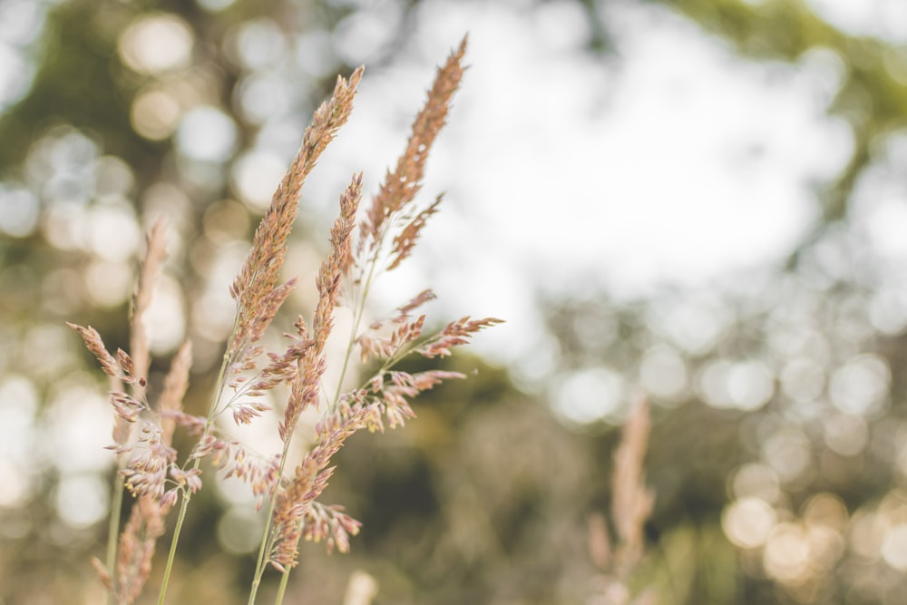 a close up of a plant with blurry trees in the background