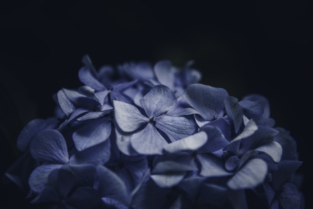 Fotografía de primer plano de flor en flor