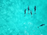 Aerial view of five dolphins swimming closely together in clear, turquoise water. The sunlight creates gentle patterns and reflections on the surface.