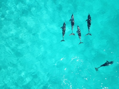 Aerial view of five dolphins swimming closely together in clear, turquoise water. The sunlight creates gentle patterns and reflections on the surface.