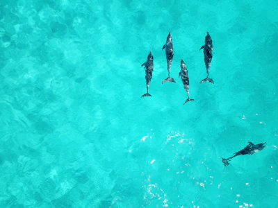 A pod of dolphins near the surface