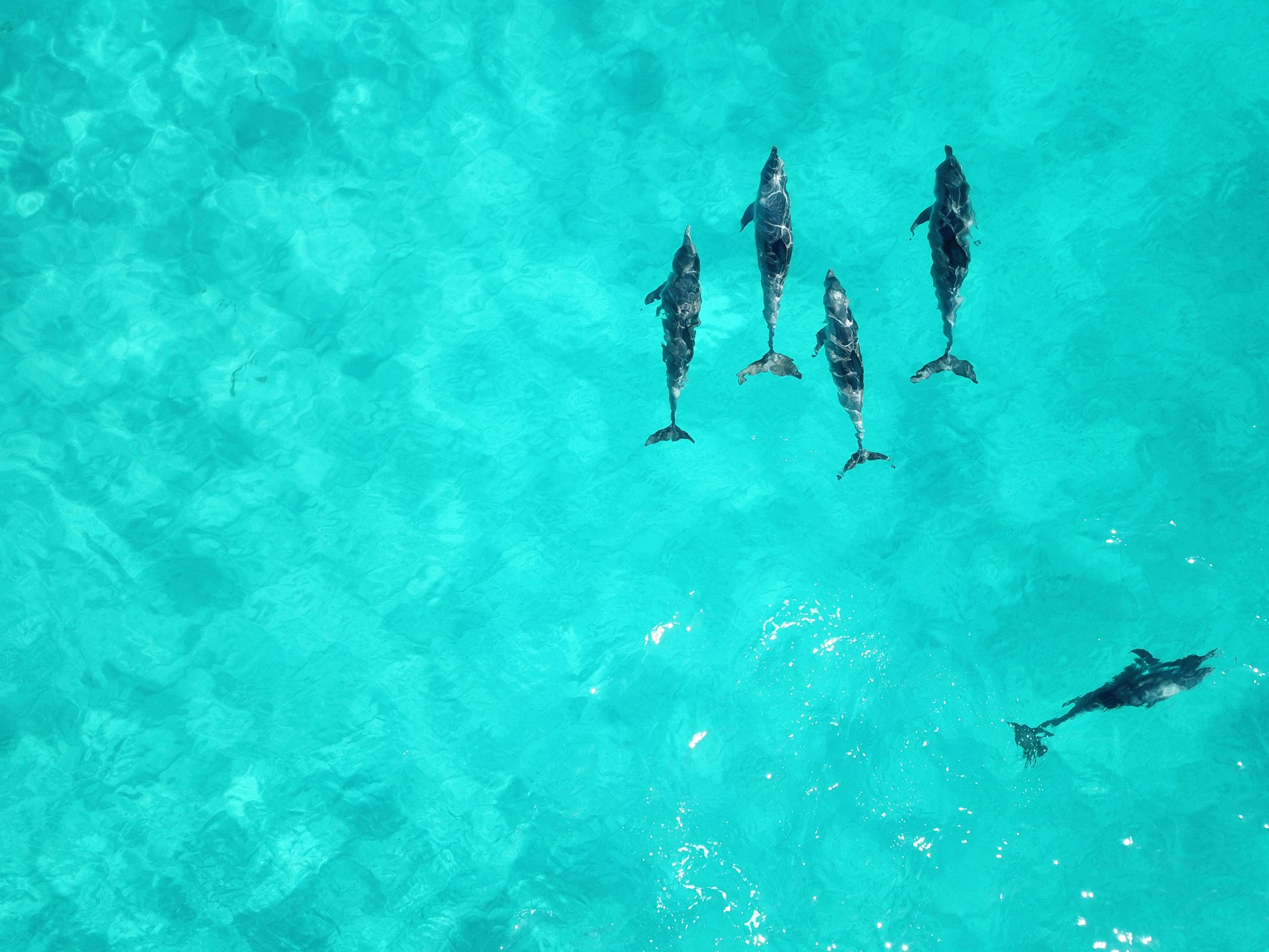 School of dolphins on body of water seen from the air