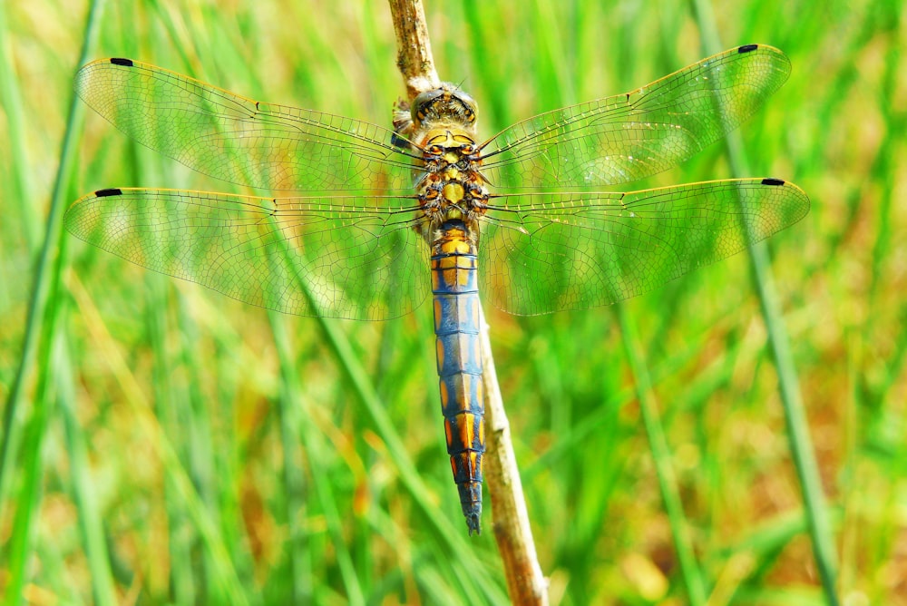 blue and yellow dragonfly on leaf stem